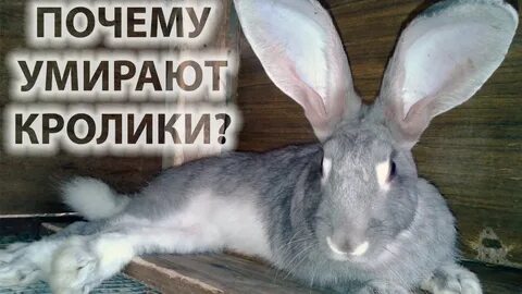 Крольчиха сдохла