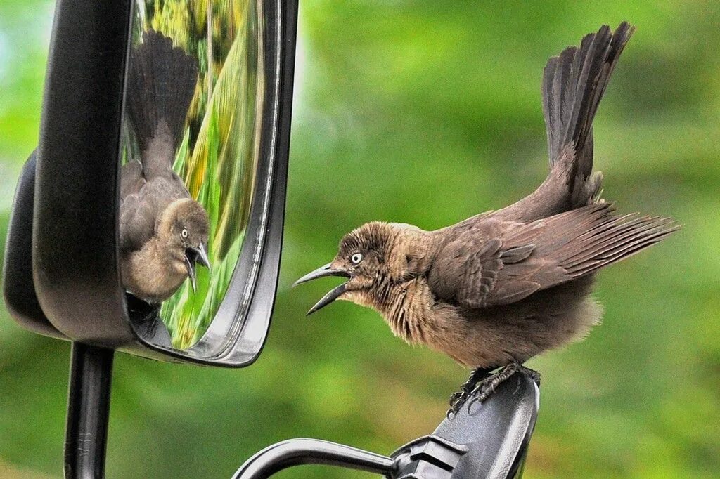 After a bird. Прикольные птицы. Смешные животные и птицы. Смешные птички. Птица прикол.