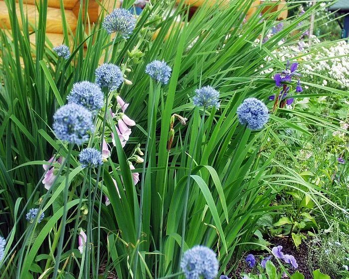 Лук голубой Allium caeruleum. Caeruleum аллиум. Аллиум голубой (Allium caeruleum). Лук аллиум голубой. Декоративный чеснок фото