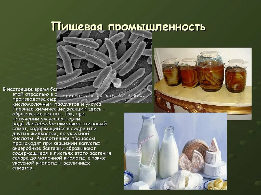 Микроорганизмы в пищевой промышленности. Бактерии используемые в пищевой промышленности. Микроорганизмы, используемые в пищевой промышленности. Молочнокислые бактерии что производят. Молочнокислые бактерии в пищевой промышленности.