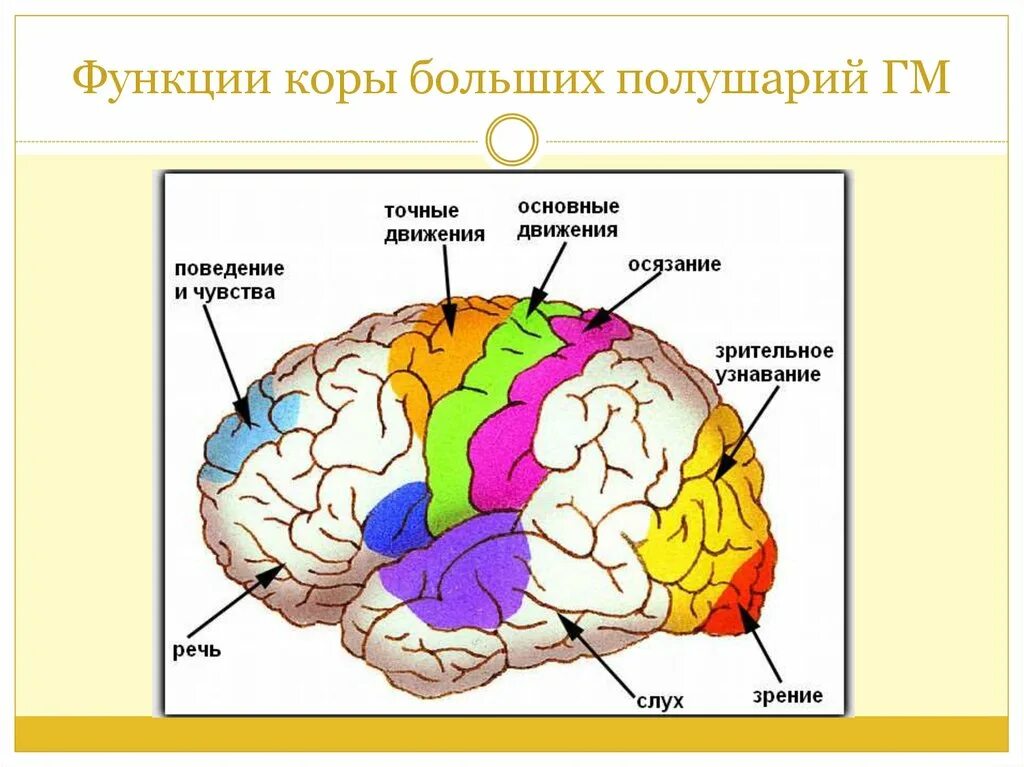 Роль коры головного мозга. Проекционные зоны анализаторов. Проекционные отделы мозга. Зоны головного мозга схема. Сенсорные ассоциативные и моторные зоны коры.