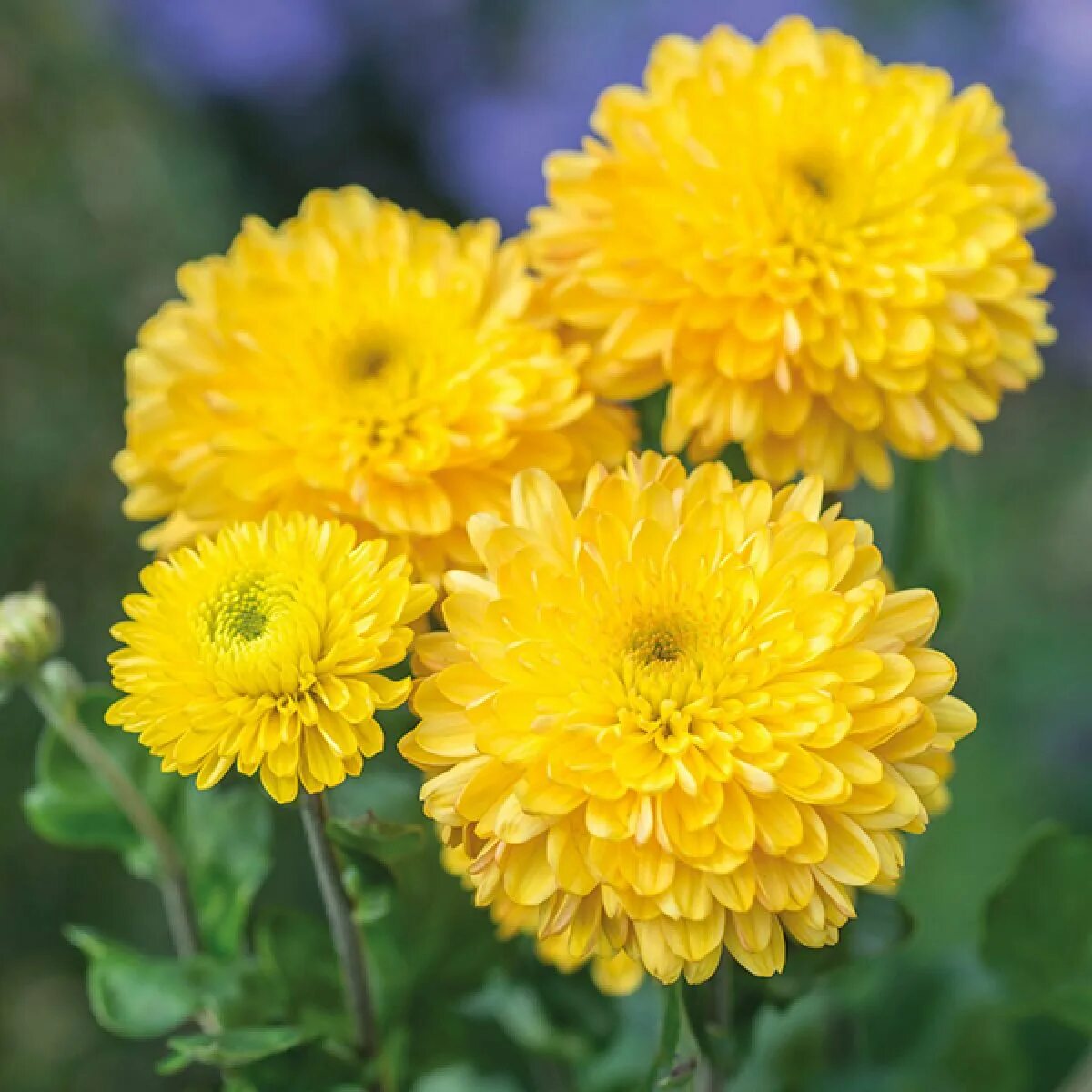 Хризантема еллоу. Хризантема помпон Еллоу. Хризантема корейская pompon Yellow. Хризантема Палисад Йеллоу.