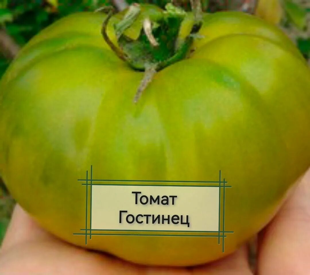 Томат бабушкино. Томат гостинец вкуснотека. Томат гостинец отзывы фото. Томат гостинец вкуснотека. Томат гостинец.