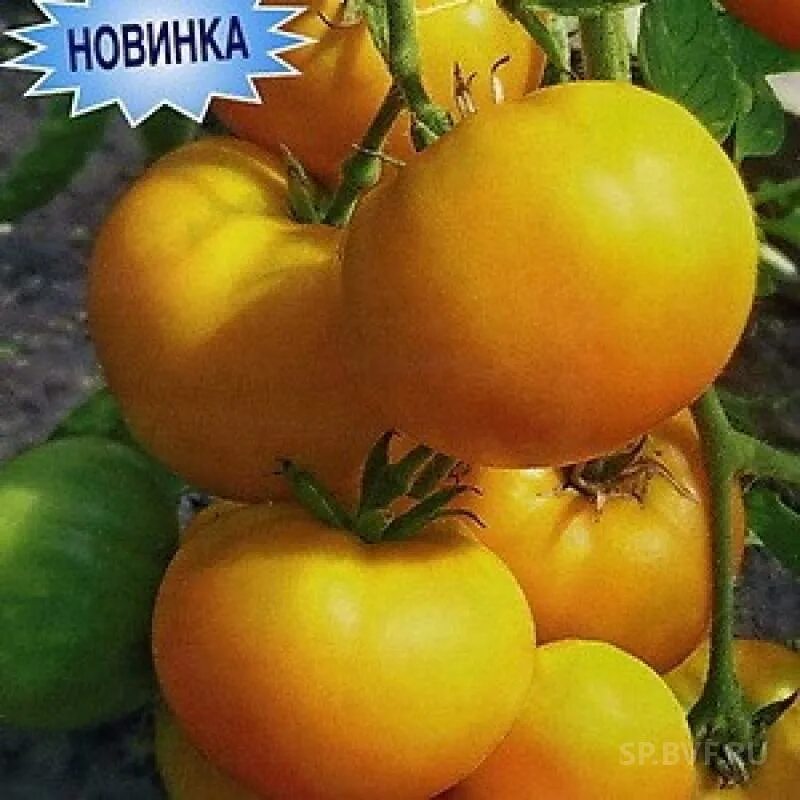 Томат мармеладный отзывы. Помидоры мармелад. Томат мармеладка. Томат мармеладный семена. Томат мармеладный (уд) детерминантный,до 50 см, жёлто-оранжевый, до 150 г).
