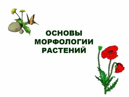 Морфология презентация 9 класс