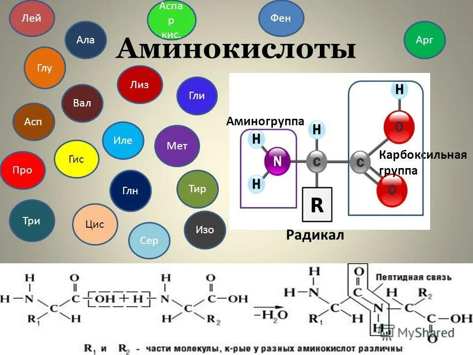 Глу цис