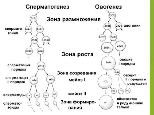 Размножение сперматогенез и овогенез. Схема сперматогенеза и овогенеза. Схема гаметогенеза сперматогенез и овогенез. Схема основных этапов сперматогенеза и овогенеза.