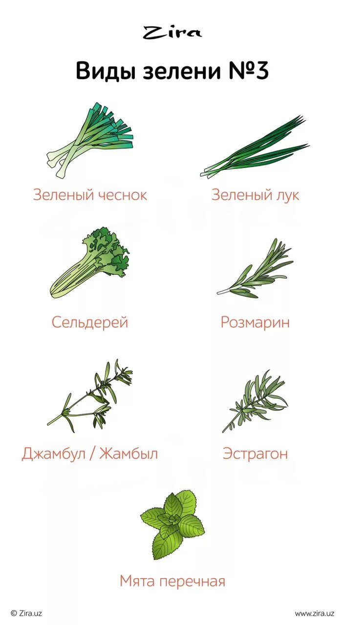 Зелень типы. Виды зелени. Съедобная зелень названия. Зелень для салатов названия. Зелень все виды названия.