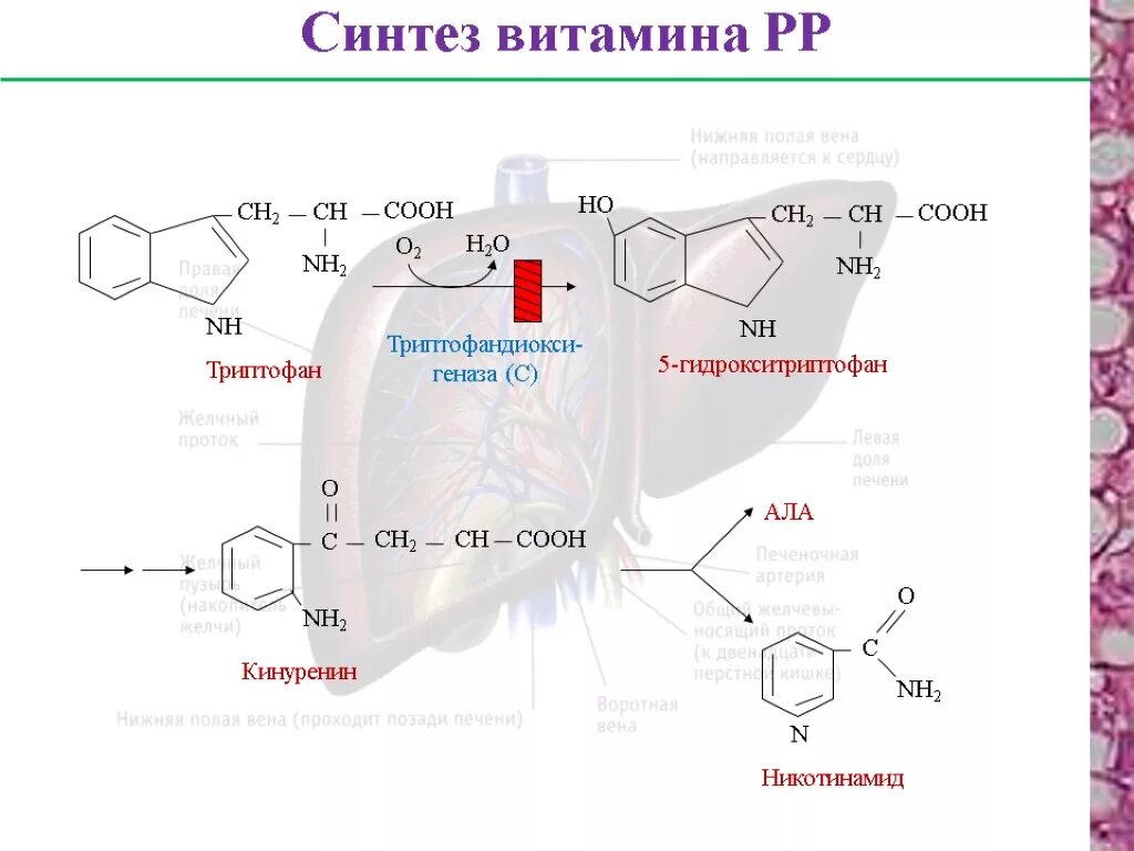Синтез витамина б. Синтез витамина PP из триптофана. Синтез никотинамида из триптофана. Синтез ниацина из триптофана. Никотиновая кислота синтезируется из триптофана.