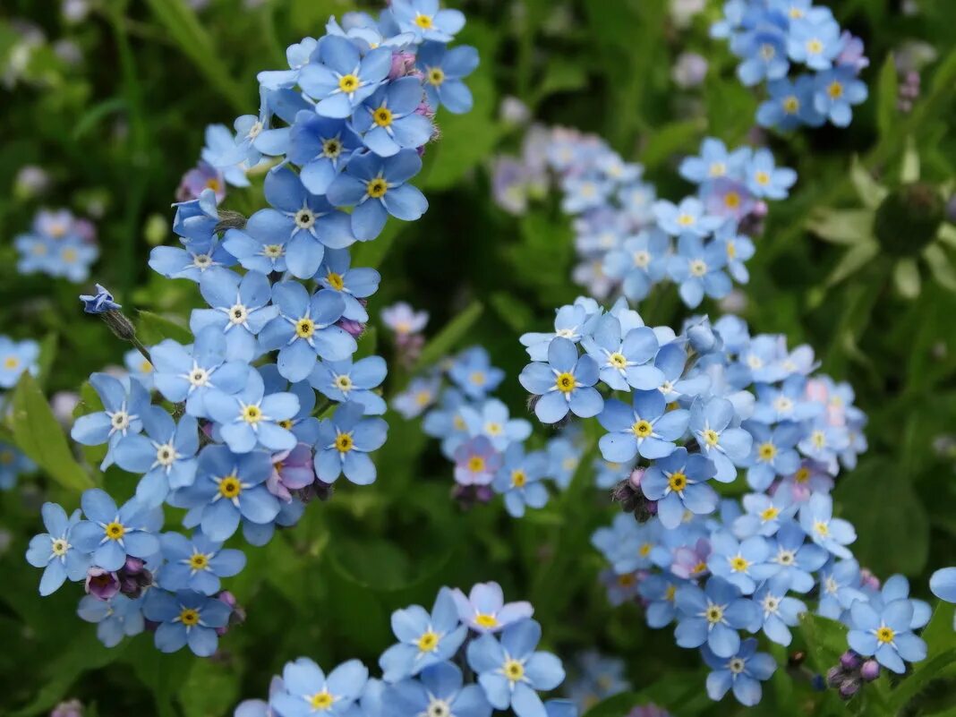 Незабудка альпийская (myosotis alpestris). Незабудки в саду и на клумбе. Незабудка многолетник. Незабудка садовая голубая на клумбе. Пупочник и незабудка.