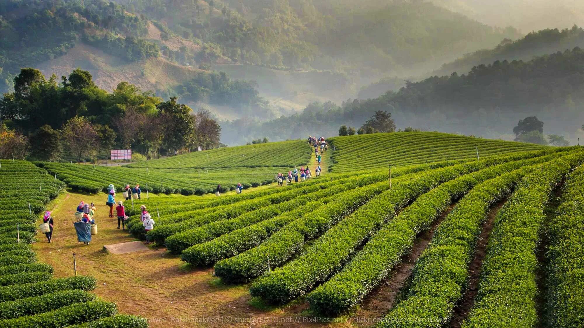 Остров плантация. Алишань плантации Тайвань. Тайвань чайные плантации. Чайные плантации в Китае. Чайные плантации Таиланд.