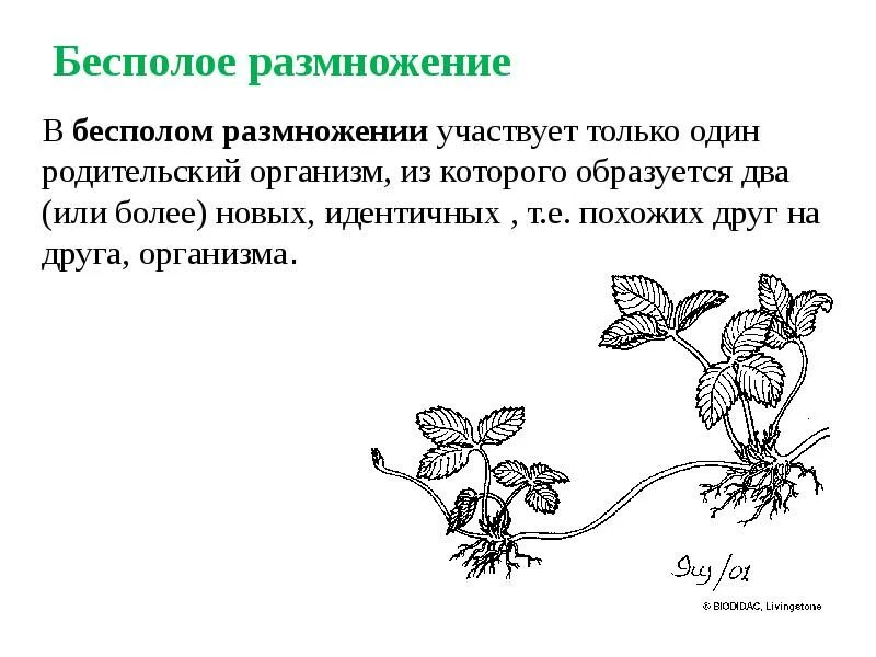 Каково значение процесса деления в жизни растения. Биология 6 класс размножение бесполое размножение. Проект по биологии бесполое размножение растений. Бесполое размножение это в биологии. Виды бесполого размножения растений.