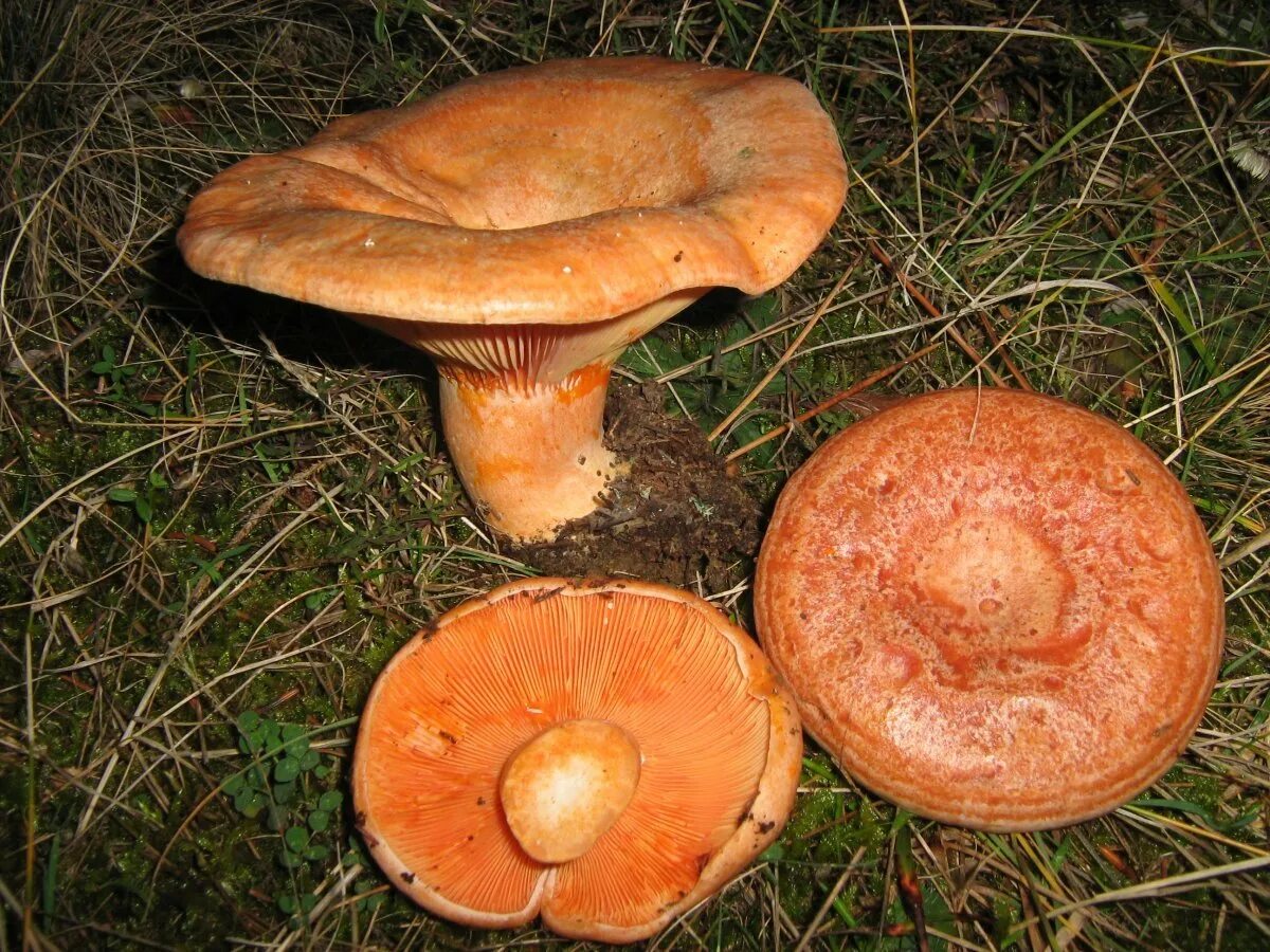 Рыжики название. Рыжики грибы. Рыжики пластинчатые грибы. Рыжик гриб съедобный. Подорешник гриб.