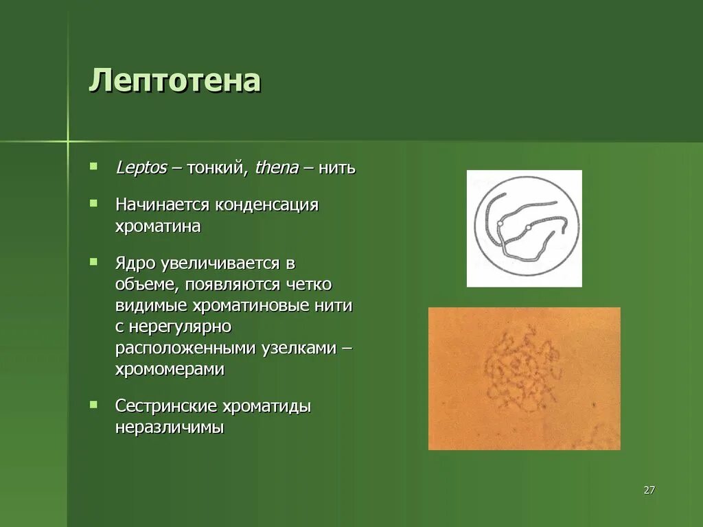 Лептотена. Лептотена зиготена. Лептотена стадия тонких нитей. 1. Лептотена. Лептотена мейоза.