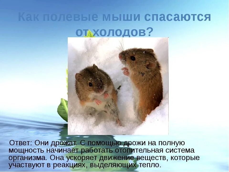 Сообщение про мышь. Интересные факты о полевой мыши. полевая мышь описание. информация о мыши полёвки. мышь краткое описание.