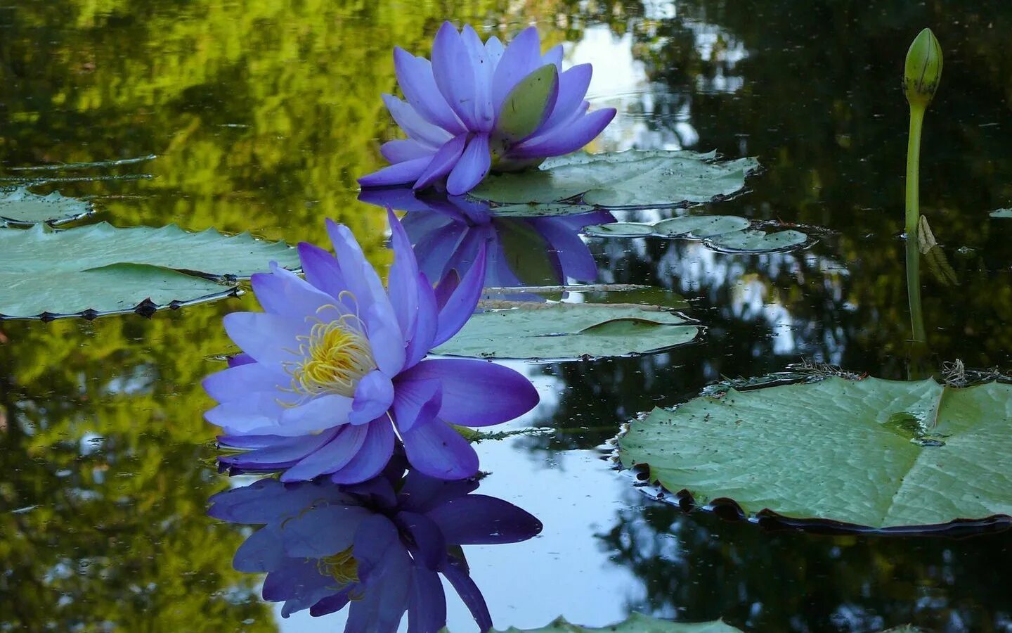 Голубой Лотос (растение вида Nymphea caerulea)