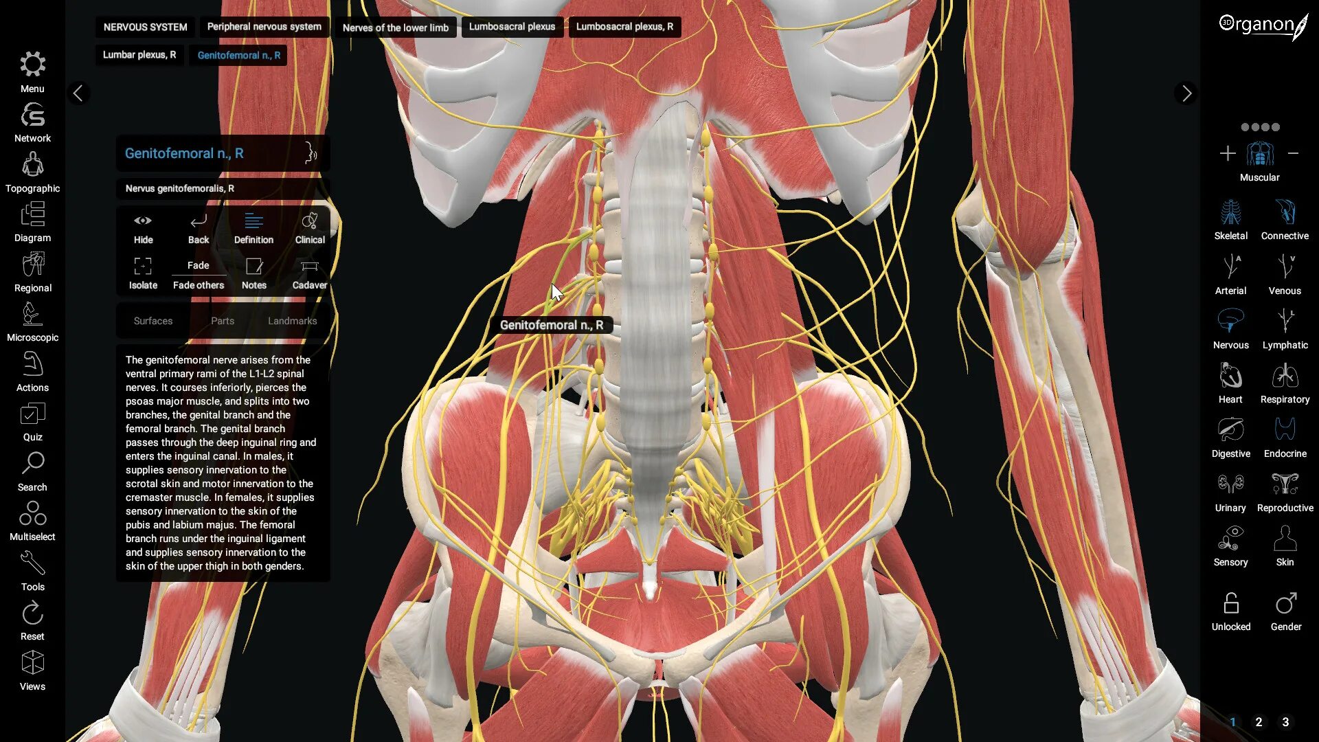 Приложение анатомия мышц. 3d organon vr anatomy. 3d organon vr anatomy картинками. плакат по анатомии человека мышцы. пространство богро анатомия.