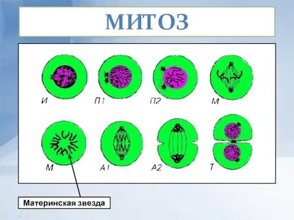 Материнские клетки митоз