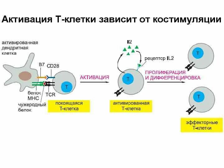 Активация иммунного ответа. Антигенпрезентирующие клетки иммунология. Индуктор активации адаптивного иммунитета. Клетки адаптивного иммунитета. Адаптивный иммунитет активируется через.