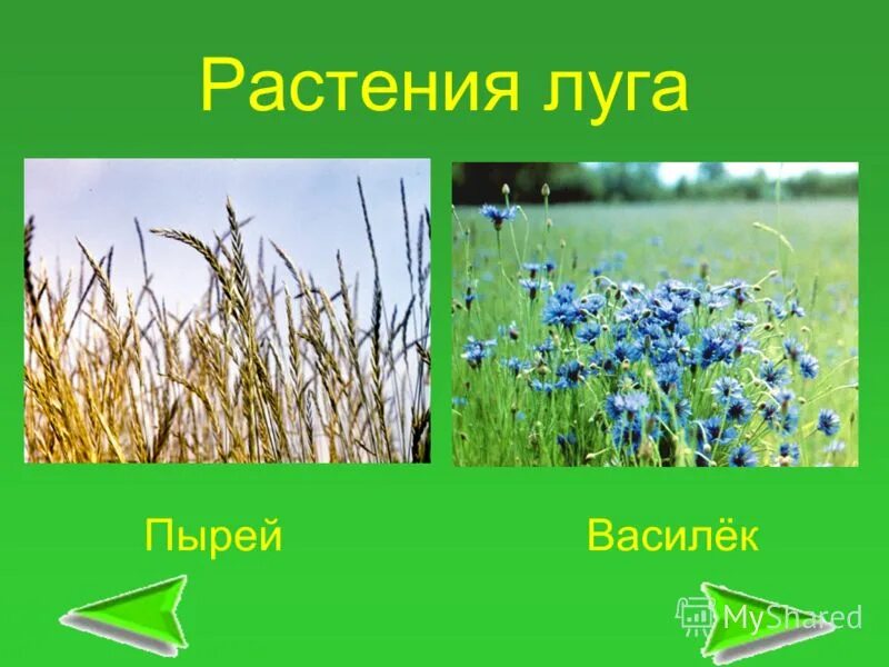 К луговым растениям относятся