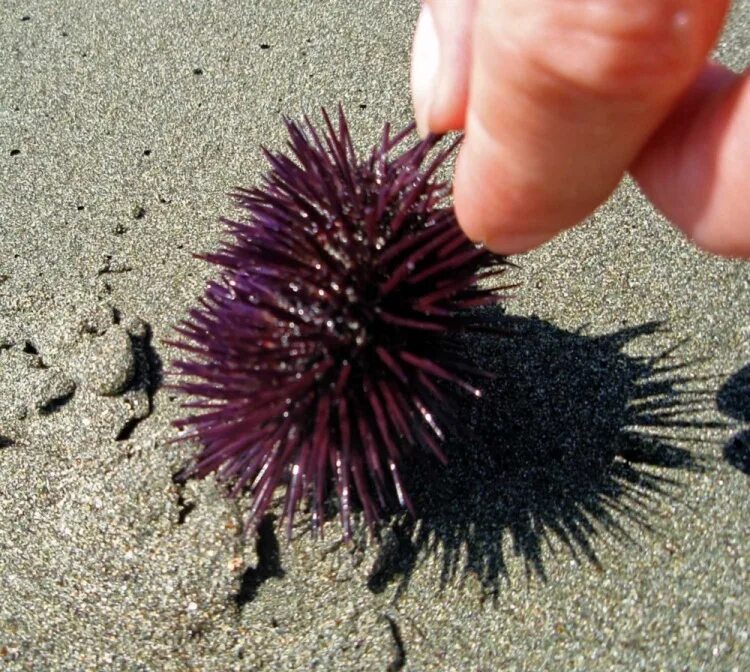 ежик на спинке. еж иваново. сушеные ежи. статуя ёжика в иваново. муравей морской еж.