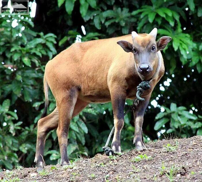 Множество животных. Карточки млекопитающие для детей. Ламы альпаки с длинной. Название животного на букву а. Винторогий сайгак.