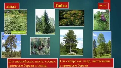Сосна пихта ольха лиственница