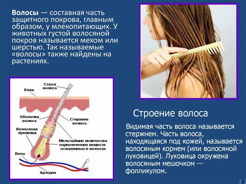 Характеристика типов волос. Типы волос. Волосы по другому называют. Волосы по другому называют. Типы структуры волос.