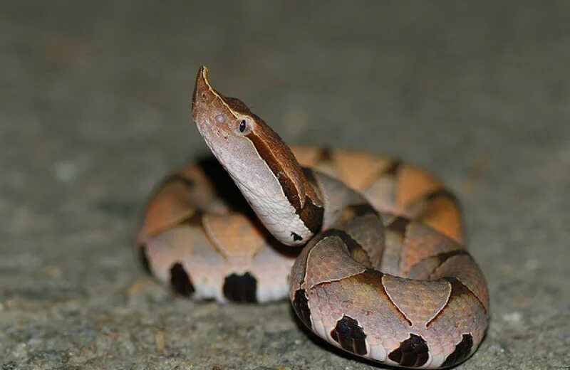 Snake walk