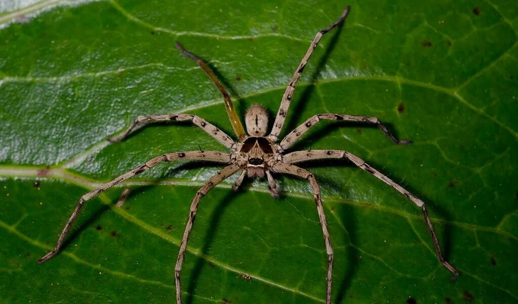 Huntsman spider