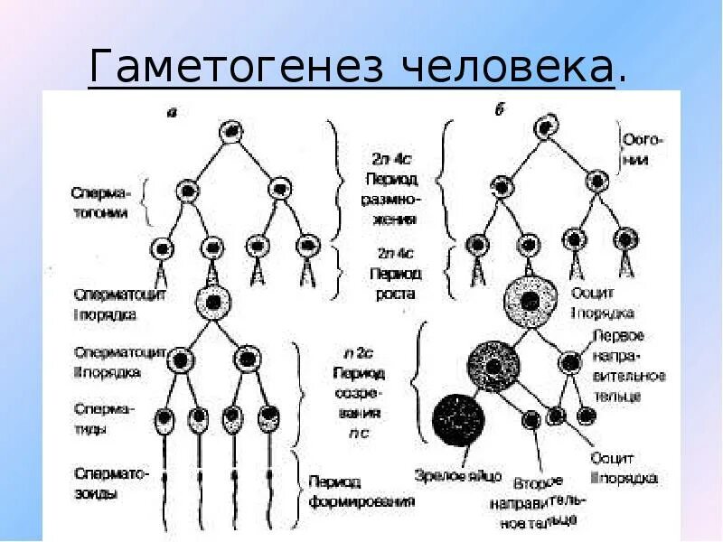 Гаметогенез и сперматогенез. Схема гаметогенеза развитие половых клеток. Образование половых клеток сперматогенез. 2. Гаметогенез. Сперматогенез. Схема гаметогенеза и оплодотворения.