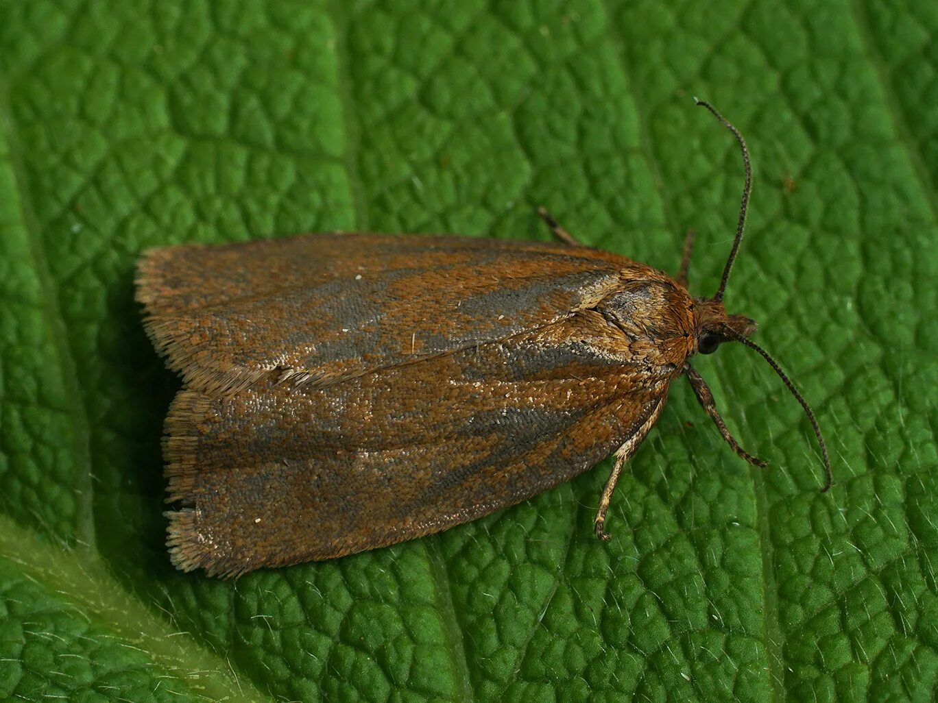 Куколка бабочки noctuidae. Бабочка вредитель 10. Куколка бабочки noctuidae. Бабочка березовая пяденица. Шелкопряд в сибири нашествие.