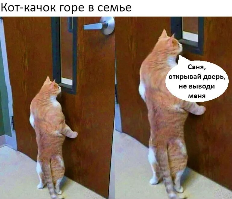 Кот Саня. Саня Открой кот. Веселые картинки. Прикол Саня Открой про кота.