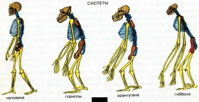 В чем сходство скелета человека и млекопитающих. Эволюция скелета человека. Прямохождение человека. Скелет человека прямохождение. Эволюционные изменения скелета человека.