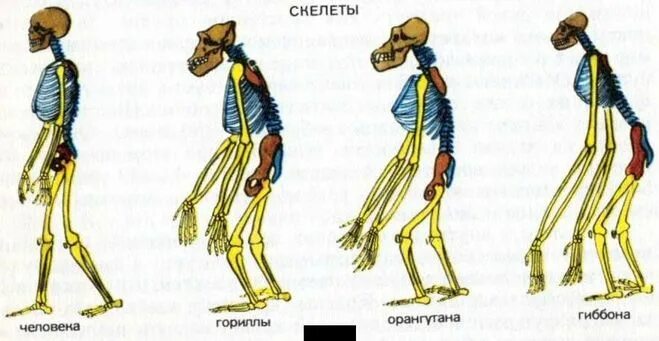 В чем сходство скелета человека и млекопитающих