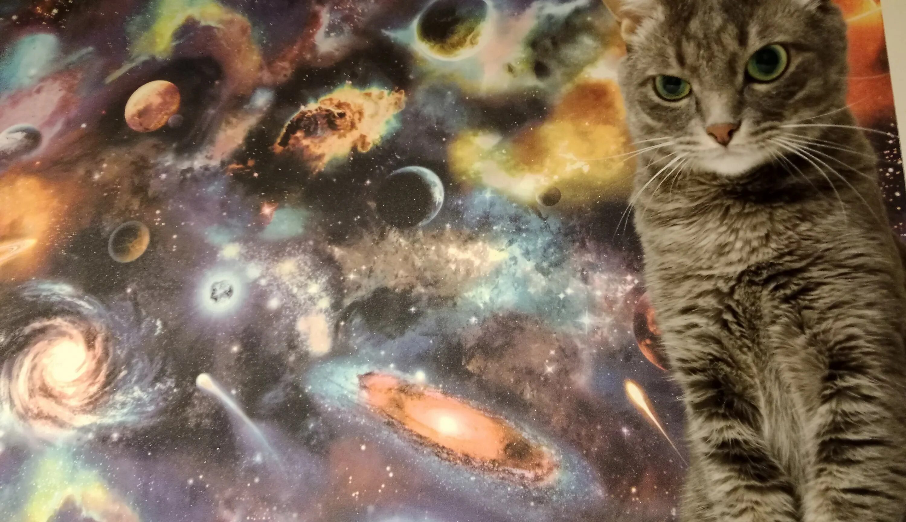 Космос. Кот в космосе. Космическая кошка. Космос прикольные картинки. 1 кошка в космосе