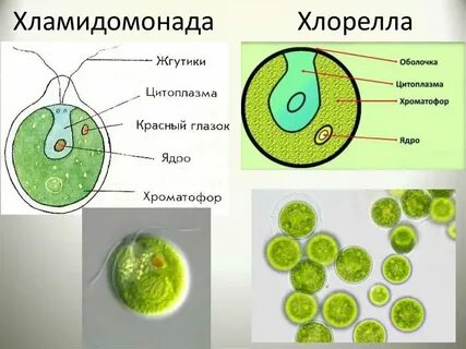 К каким систематическим группам относится хлорелла