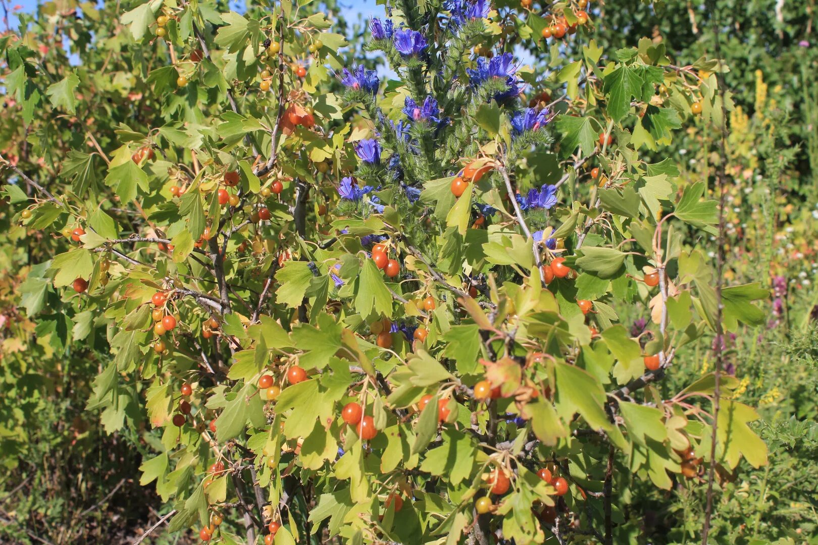 Как называется куст смородины. Смородина репис. репис дикая смородина. репис куст. лесная смородина.
