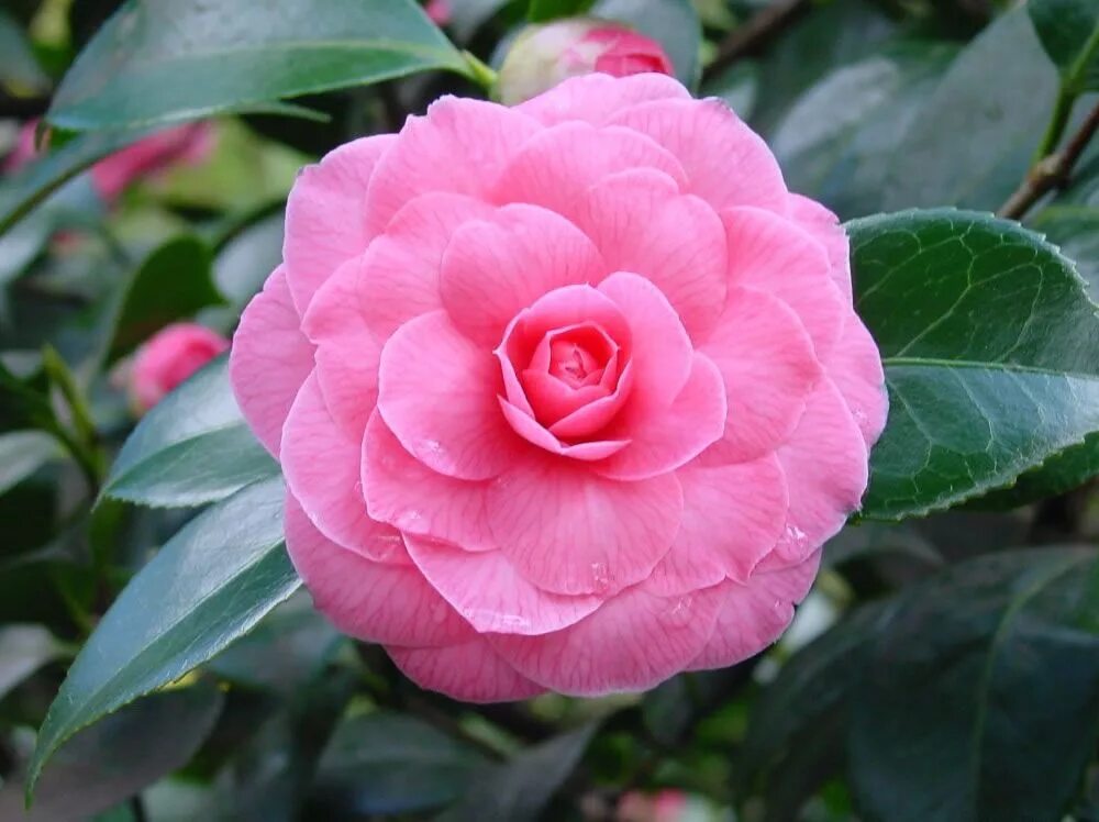 Камелия 2024. Миддлемист Камелия. Камелия японская Camellia japonica. Камелия Пинк. Камелия японская Pink perfection.