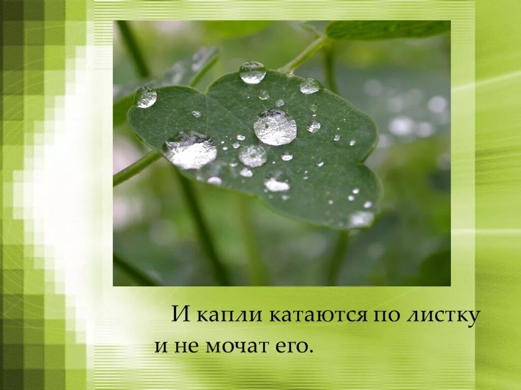 Толстой роса на траве. Л Н толстой какая бывает роса на траве. Л.Н.Толстого "какая бывает роса на траве". Какая бывает роса на траве. Какая бывает роса.