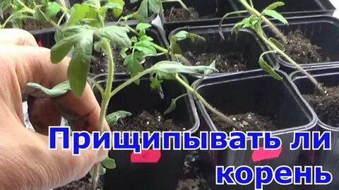 Надо прищипывать рассаду помидор