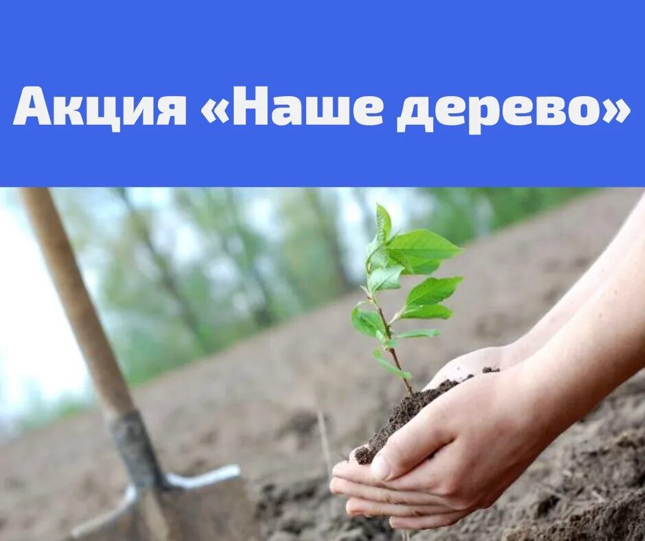 Лучшее время посадить дерево было. Наше дерево. акция наше дерево. наше дерево москва. сайт для наше деревце.