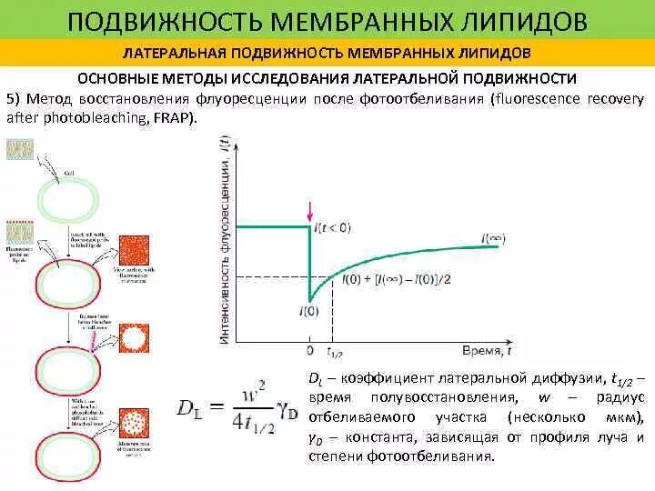 Подвижность какой метод. Коэффициент латеральной диффузии. коэффициент латеральной диффузии фосфолипидов. латеральная диффузия липидов. вращательная подвижность фосфолипидов.