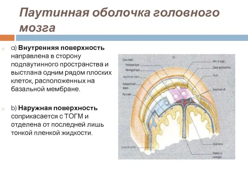 Внутренняя оболочка мозга. Паутинная оболочка головного. Строение паутинной оболочки. Функции паутинной оболочки головного мозга. Структуры паутинной оболочки головного мозга.