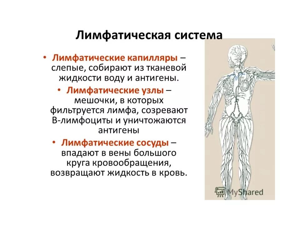 Начало лимфатических сосудов. Функции лимфатической системы анатомия. Лимфатические сосуды функции кратко. Строение и функции лимфатической системы. Сосуды лимфатической системы.