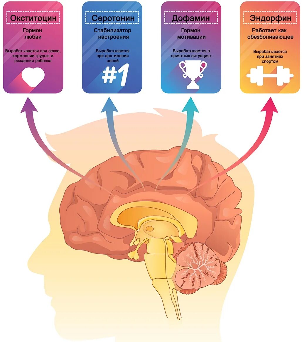 Гормоны вырабатываемые мозгом. 4 Гормона счастья. Гормон счастья и удовольствия. Выработка гормонов счастья. Эндорфины это гормоны.