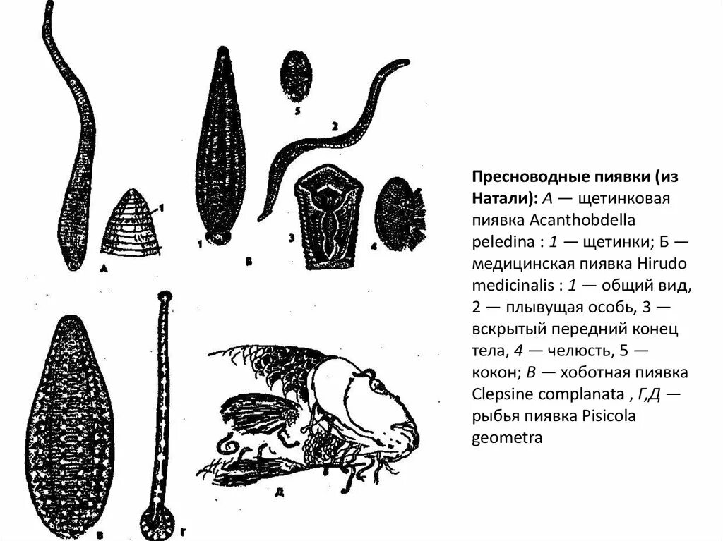 Пиявка передвигается. Представители класса пиявки кольчатые черви. Жизненный цикл пиявки схема. Развитие пиявок. Пиявки кольчатые черви.