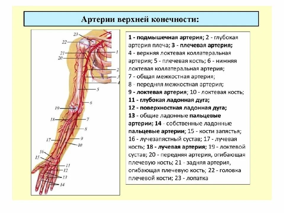 Какие сосуды артерии. Схема кровоснабжения верхней конечности. Артерии верхней конечности схема. Схема артериального кровотока верхней конечности. Ветви артерий верхней конечности.