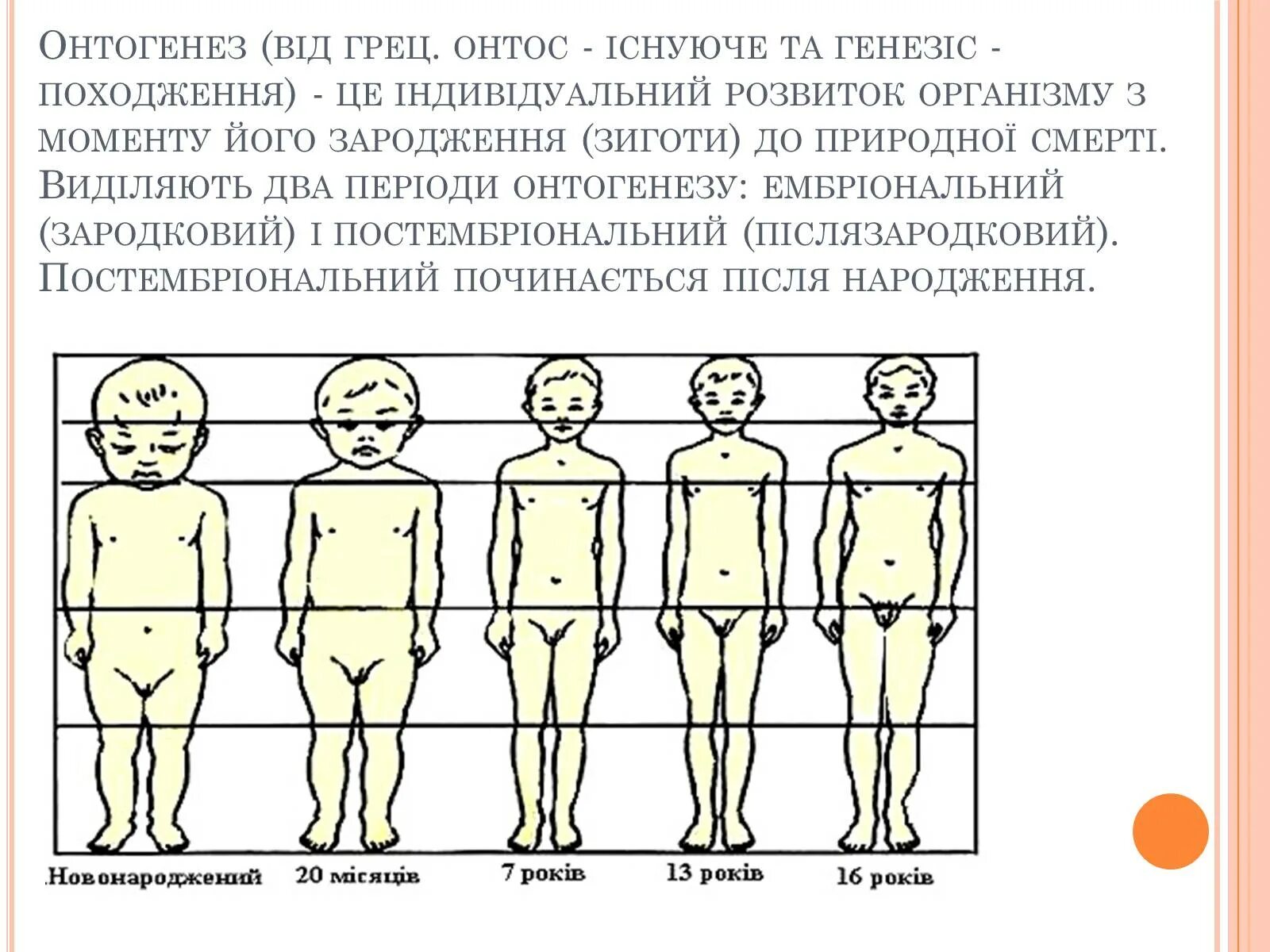 Онтогенез дошкольника. Онтогенез. Этапы онтогенеза человека. Схема онтогенеза человека. Рост человека в онтогенезе.