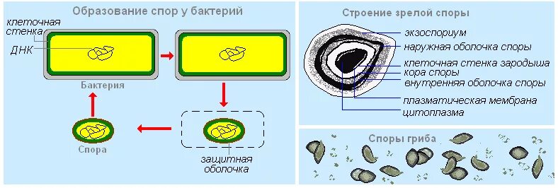 Спора бактерий строение. Спора строение микробиология. Строение споры бактерий микробиология. Споры микробиология строение бактериальной клетки. Чем отличается спора гриба от споры бактерии